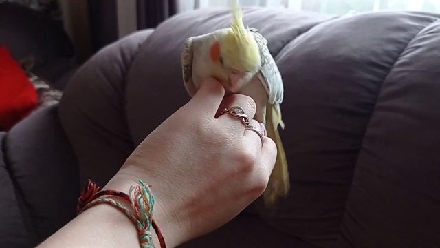 Ручной попугай Корелла. Корелла РИТА.