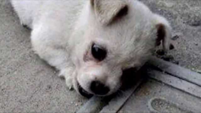 Щенок не хотел отходить от люка. Узнав причину хозяин ОПЕШИЛ смотреть онлайн