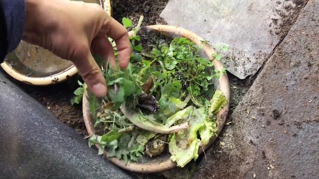 Indoor tortoise care for Mediterranean - pet setup enclosure tips - natural modern keeping methods смотреть онлайн