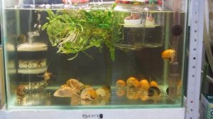 Мутная вода в аквариуме - простой и быстрый способ исправить ситуацию