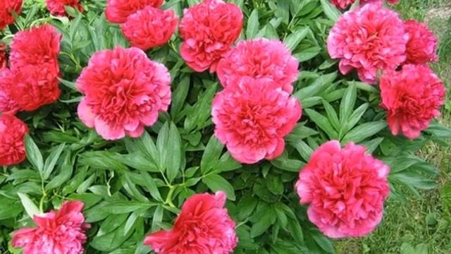 PhotoStory2.wmv Некогда стареть учителям! смотреть онлайн