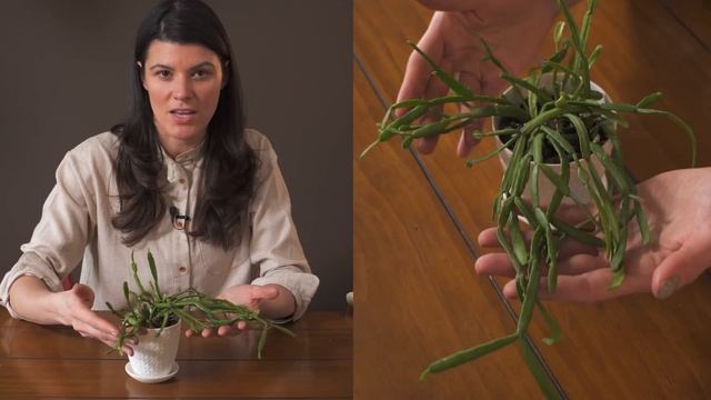Rhipsalis micrantha Houseplant Care — 59 of 365 смотреть онлайн