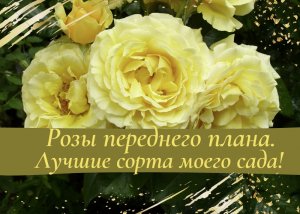 Розы переднего плана. Лучшие сорта моего сада!