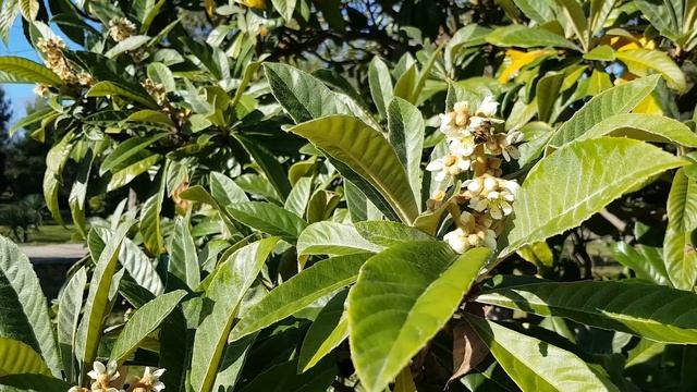 Цветущая мушмула  Мушмула цветет