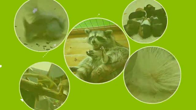 Ручной Зоопарк ННовгород смотреть онлайн