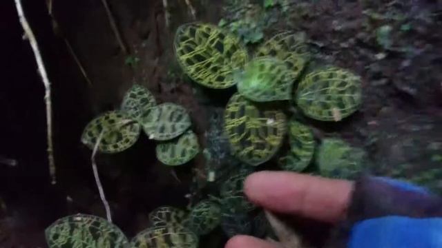 Macodes Petola / Jewel Orchid