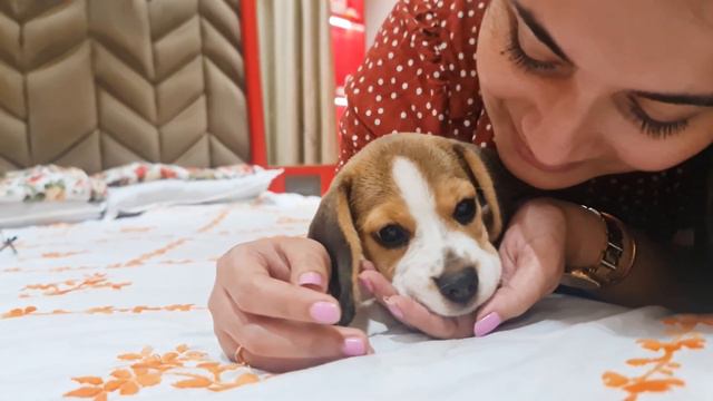 Beagle vs Basset Hound: Which is Better? смотреть онлайн