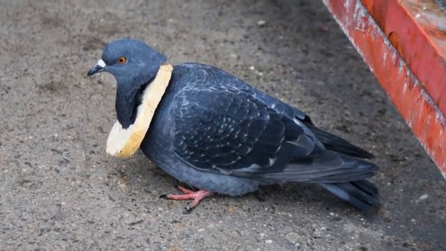 НЕ ЗРЯ 98% ЛЮДЕЙ ВЕРЯТ В ЭТО смотреть онлайн