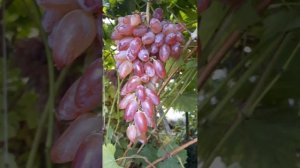 Виноград Карнавал.