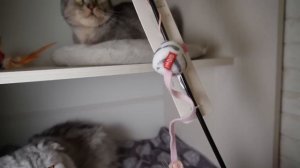 Мы построили СЕКРЕТНЫЙ ДОМ для котов в шкафу!