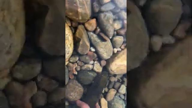 Таймень река Чара, рыбалка смотреть онлайн