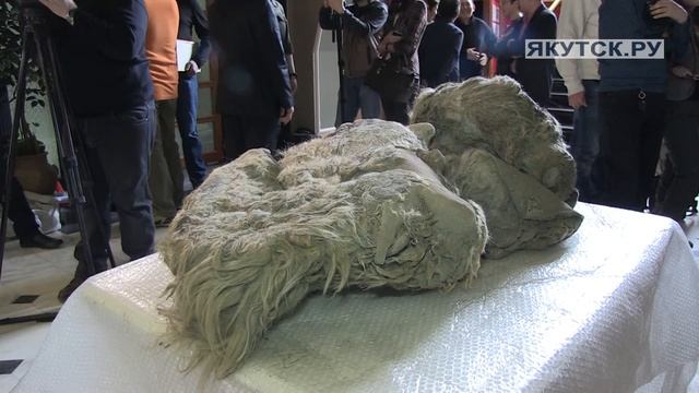 Найденного в Абыйском районе детеныша носорога назвали Сашей в честь автора находки смотреть онлайн