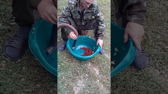 Быстрый способ перебрать ягоду. смотреть онлайн