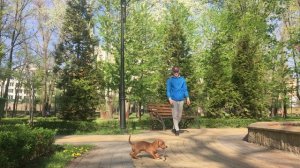 Команда АПОРТ! Как научить щенка?