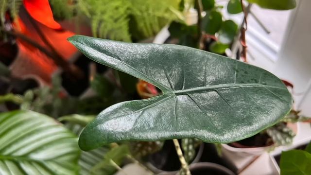 11 Hours Music For Plants To Stimulate Plant Growth And Happiness