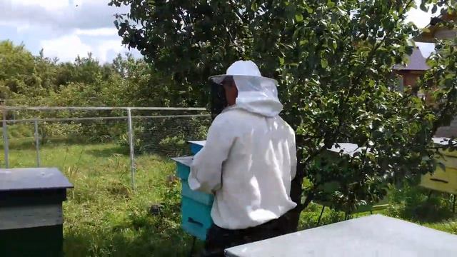 Медосбор 2020!!! Свежие новости!!! Бакфаст продолжает уверенно лидировать !!! смотреть онлайн