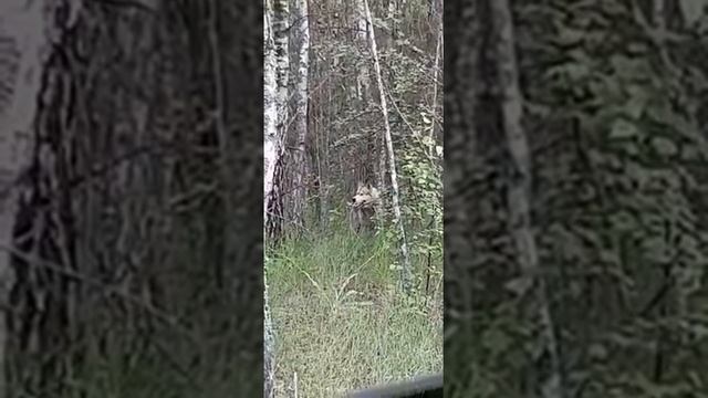 встреча с волком в лесу смотреть онлайн