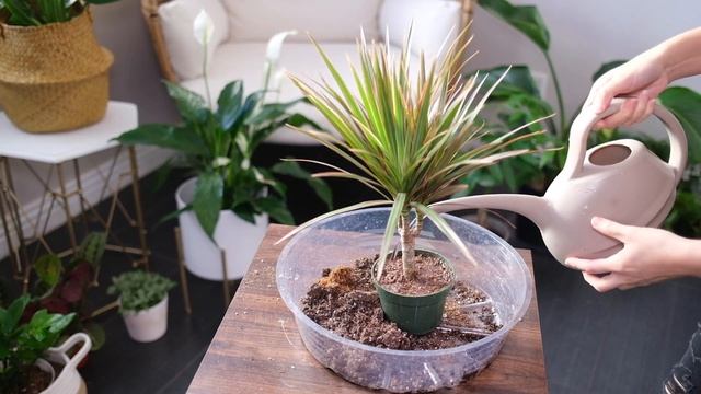 Dracaena Marginata (Dragon Tree) Care And Growing Guide - Plant Mom Care смотреть онлайн