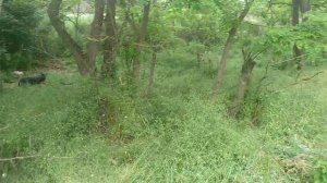 Поводок - Контроллер Антуана Наджаряна