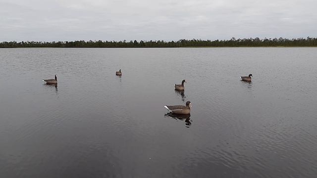 Плавающие чучела 
