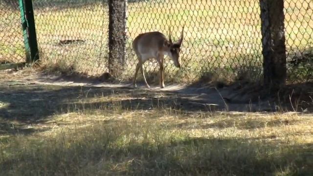Animal Saiga Antelope call, sound. Saiga tatarica voice. Nature sounds смотреть онлайн