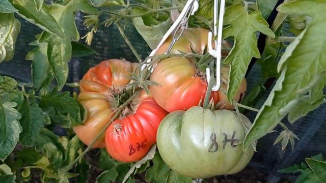 Томат Минусинский малиново красный . Краткий обзор смотреть онлайн