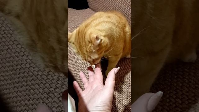 Кузя довольный,дождался меня... смотреть онлайн