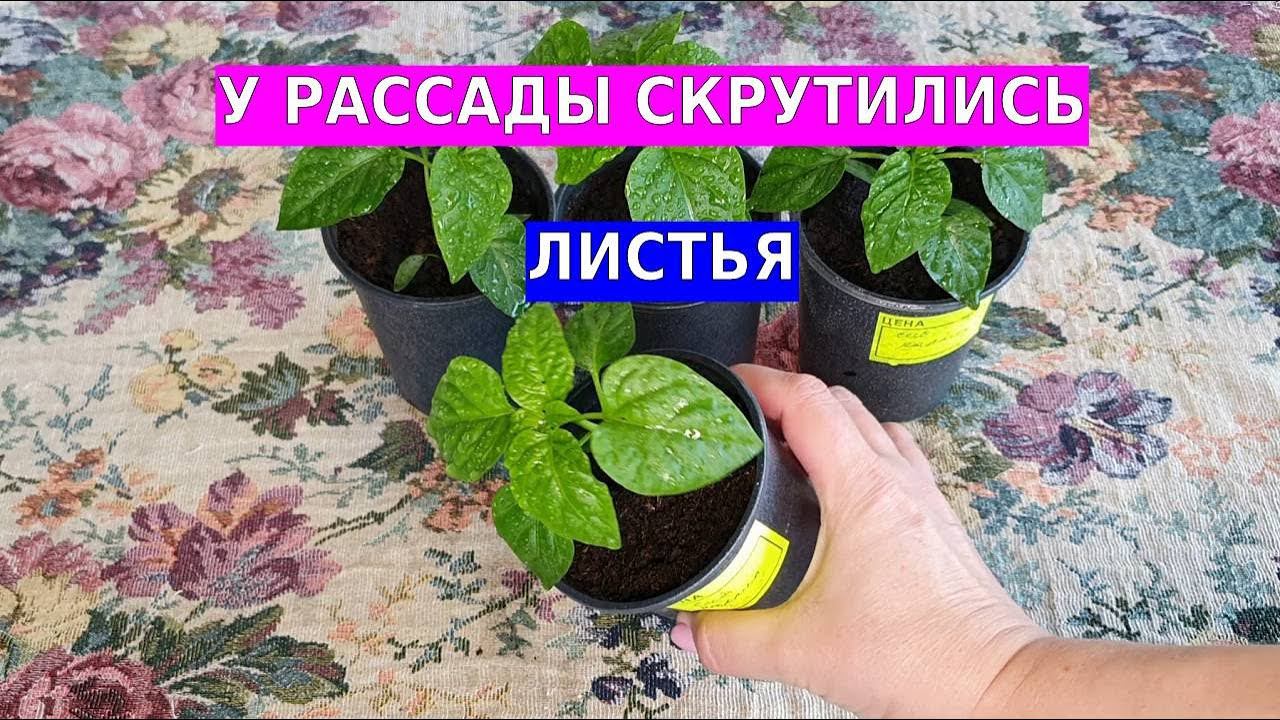 Скручиваются листья у рассады - причины и что можно сделать смотреть онлайн