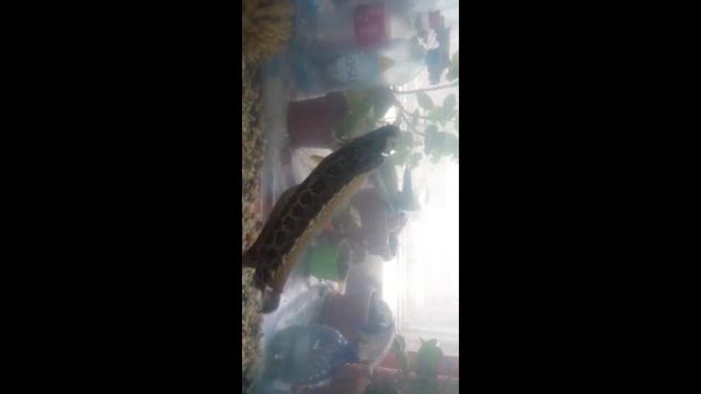 КОРМЛЮ СВОЕГО ПИТОМЦА , ЗМЕЙ ГОЛОВ В АКВАРИУМЕ !!!! смотреть онлайн