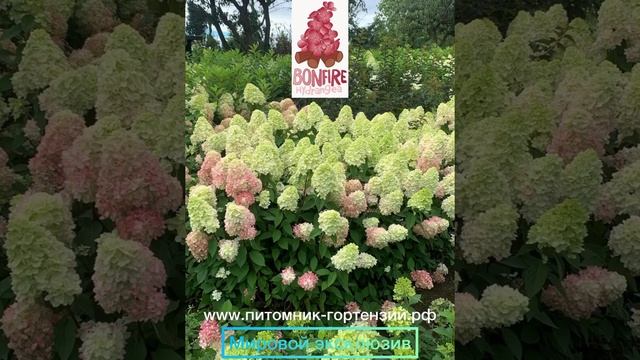 Самая крутая новинка года 2023!!! Гортензия под названием Bonfire от селекционера Guido Rouwette смотреть онлайн