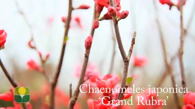Chaenomeles japonica 'Grand Rubra' смотреть онлайн