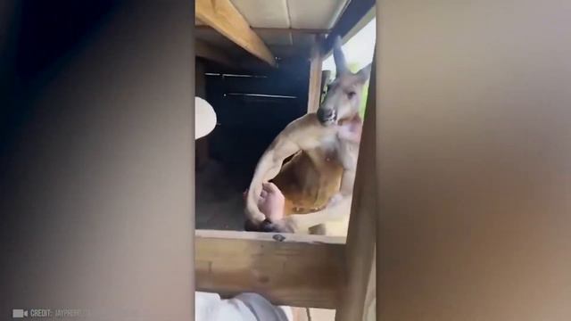 САМЫЕ БОЛЬШИЕ ЖИВОТНЫЕ на планете смотреть онлайн