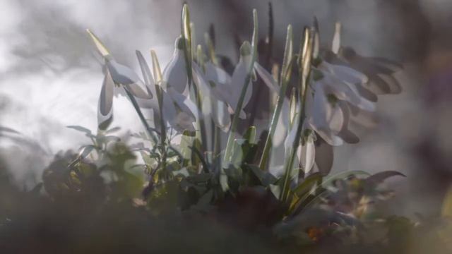 Цветы подснежники. Зима 2020. смотреть онлайн