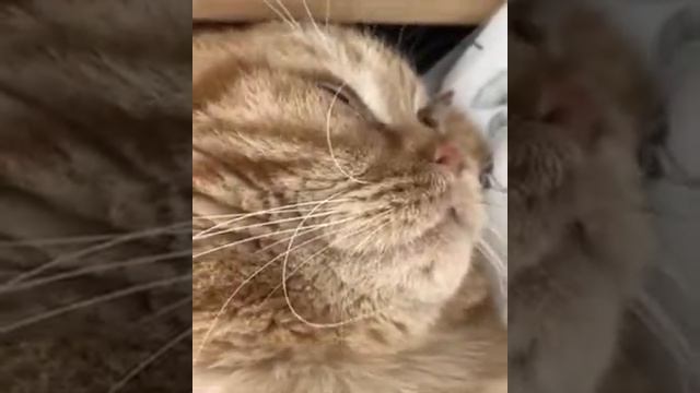 Котик спит и храпит | the cat sleeps and snores смотреть онлайн