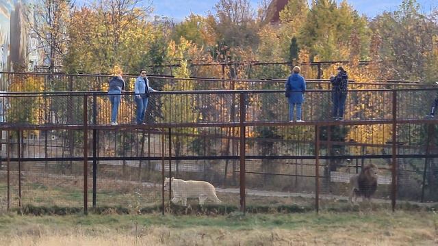 Молодые качки набирают вес) Тайган смотреть онлайн