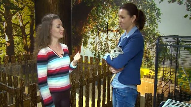 "За нами хвост" 03 сурикат смотреть онлайн