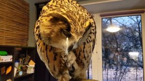 Круть, хвать, кусь, хрусть от филина Ёлки. Сова нашла себе игрушку-антистресс