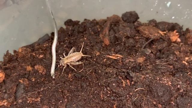 The Perks Of Being In Captivity: Liphistius Cf Ornatus.