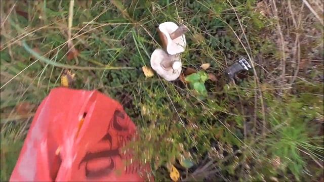 БЕЛЫЕ ГРИБЫ и пёстрые ДЯТЛЫ. Собираю грибы в сосновом лесу смотреть онлайн