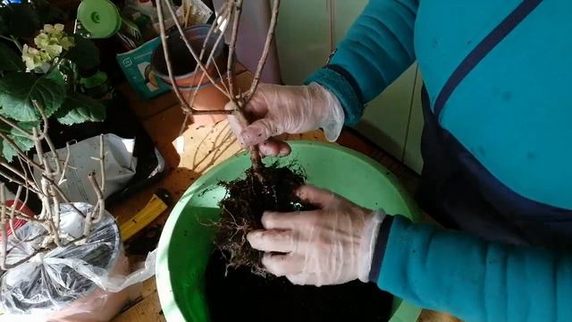 6 апреля 2023г. Пересаживаю и обрезаю Бонфайр. Заодно и Пиксио. смотреть онлайн