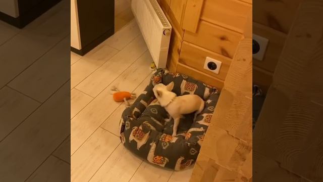 Чихуахуа поёт!Курт Кобель на распеве смотреть онлайн