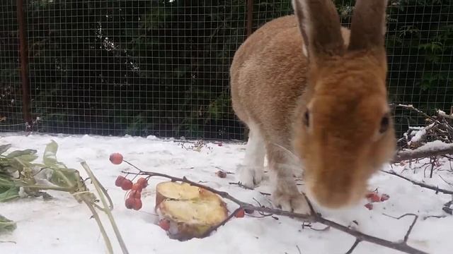 Вкусная калина. Зайчик кушает веточки калины. смотреть онлайн