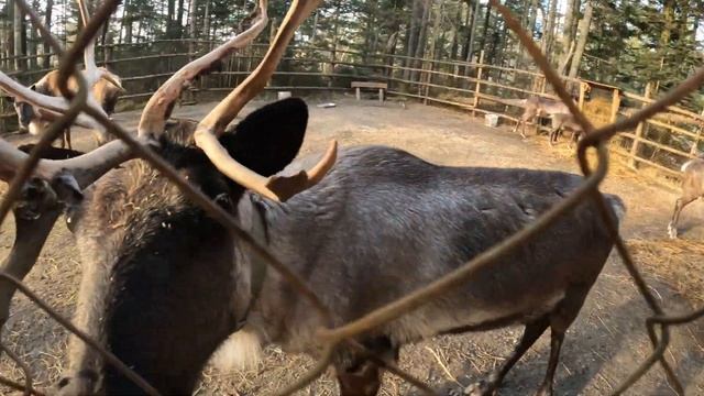 Жизнь каюра #1 Работа с собаками | Знакомство с северными оленями | В поисках Хатико. смотреть онлайн
