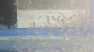 Чем накармить малька Скалярии, артемия не готова.