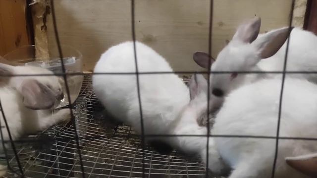 французский баран. проблемы с ушами общий обзор после. болезни смотреть онлайн