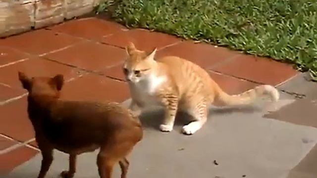 MMA Cat vs Dog Собака и кот смотреть онлайн