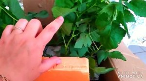 #Ежемарина.Посылка с канала Ежемарина! сорт " Карака Блэк"