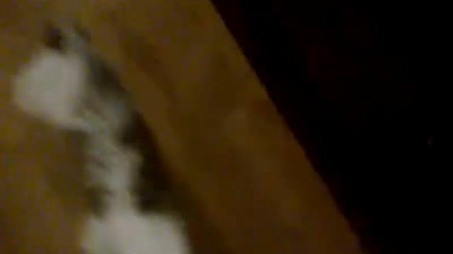 играем с Бетти и устраеваем челэнджы!!!😎😎😎 кто быстрее схватит😄😄😄,ищем лакомство🍖🍖🍖 смотреть онлайн