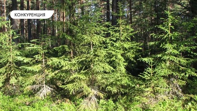 Понятие о природном сообществе. Взаимосвязи организмов в природных сообществах