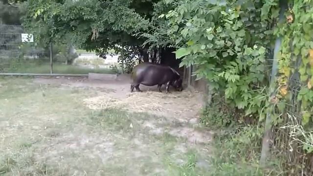 Карликовый бегемот в зоопарке. Ростов на Дону смотреть онлайн